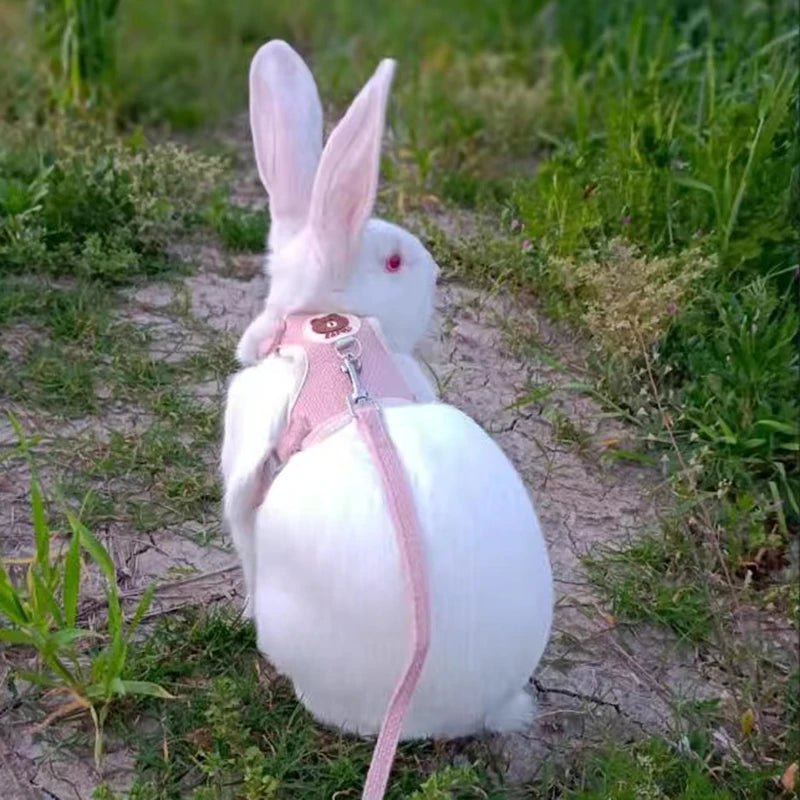 Pattes & compagnie harnais pour chats et lapin