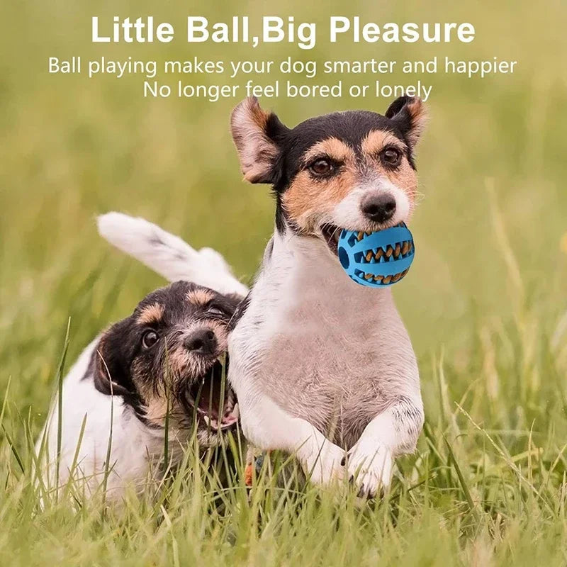 Pattes & compagnie balle interactive pour chien