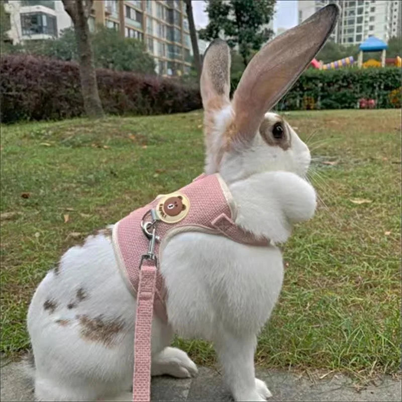Pattes & compagnie harnais pour chats et lapin