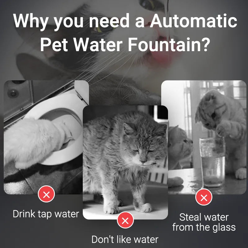 Pattes & Compagnie fontaine à eau pour chat