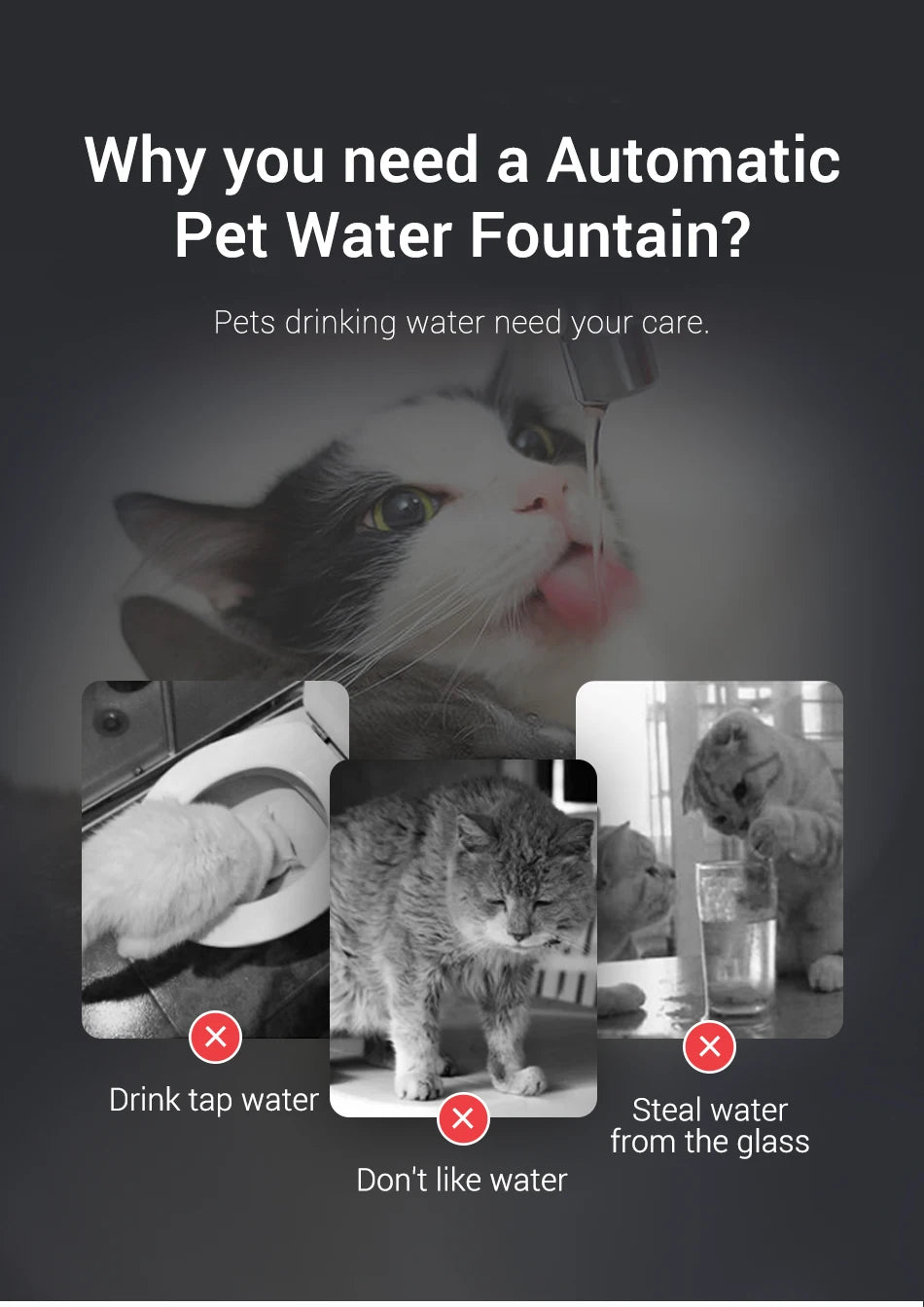 Pattes & Compagnie fontaine à eau pour chat